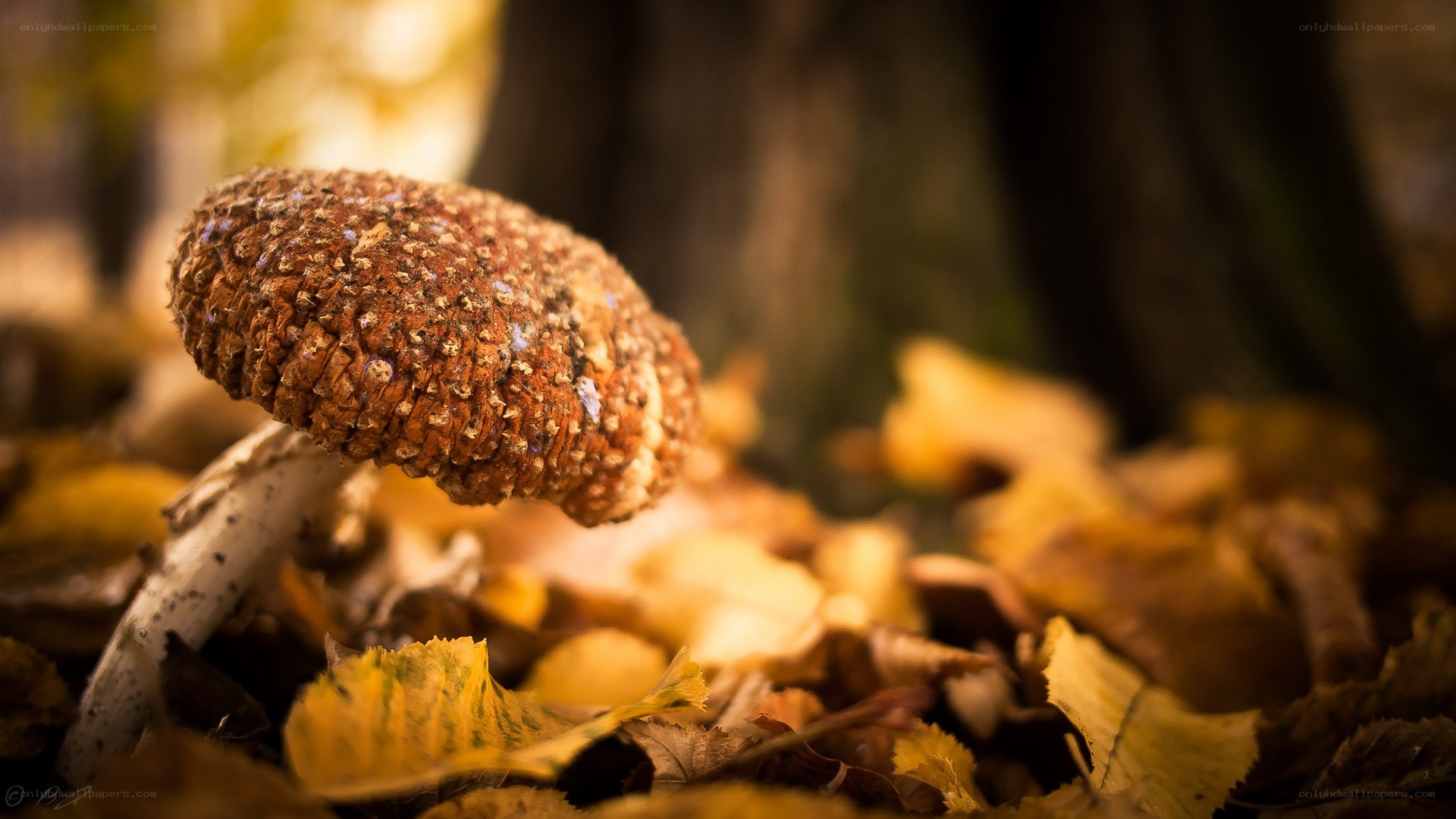 mushroom in autumn leaves