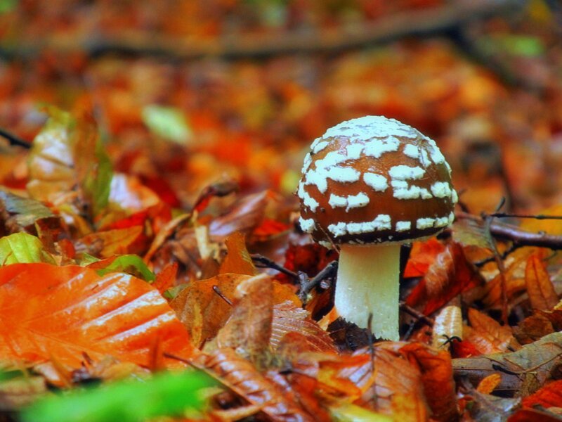 Mushroom in Autumn Leaves — Brown, Natural