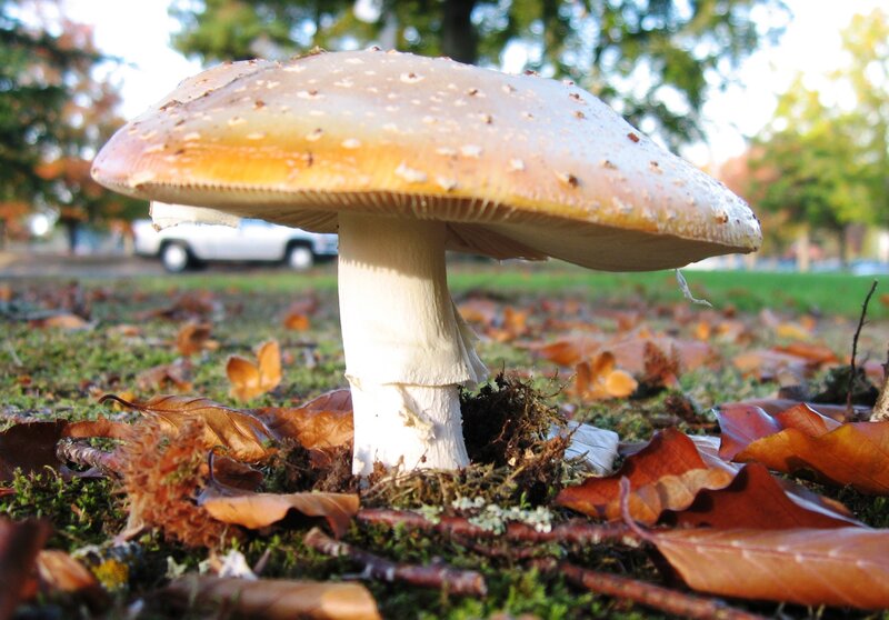 Mushroom in Autumn Leaves — Brown