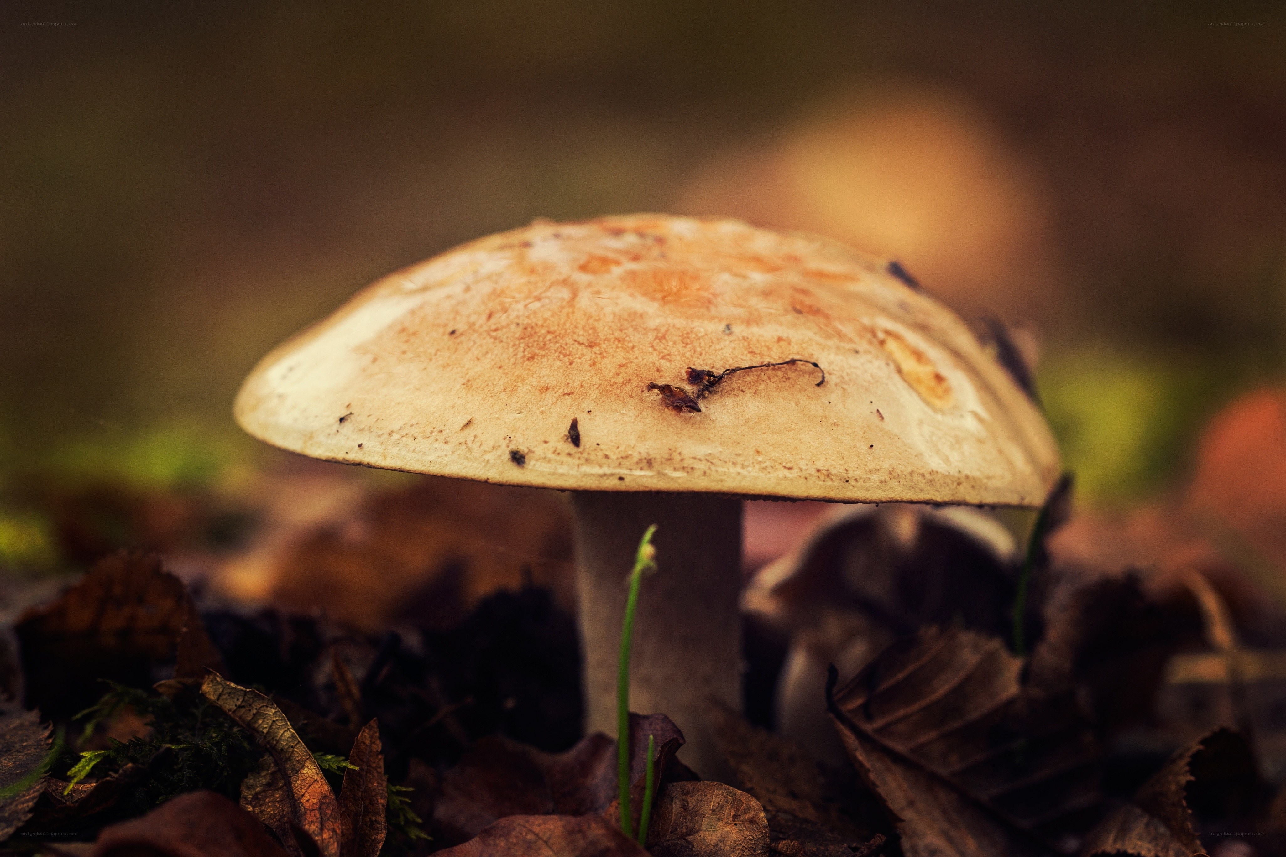 Mushroom in autumn leaves