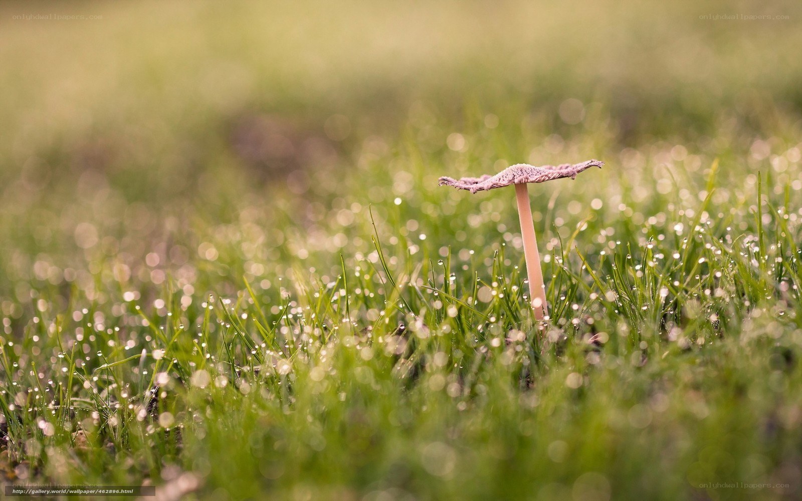 Mushroom in dewy grass