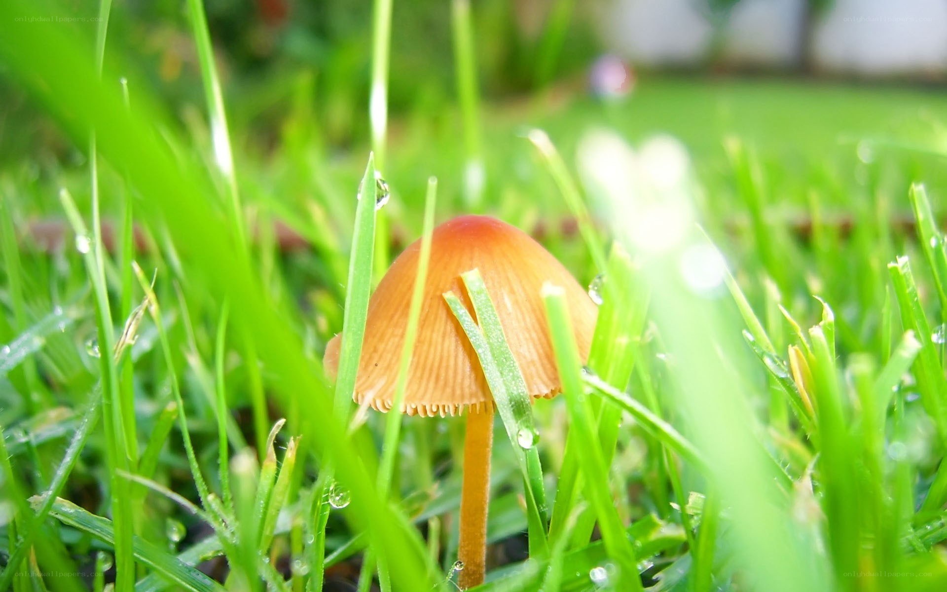 Mushroom in dewy grass