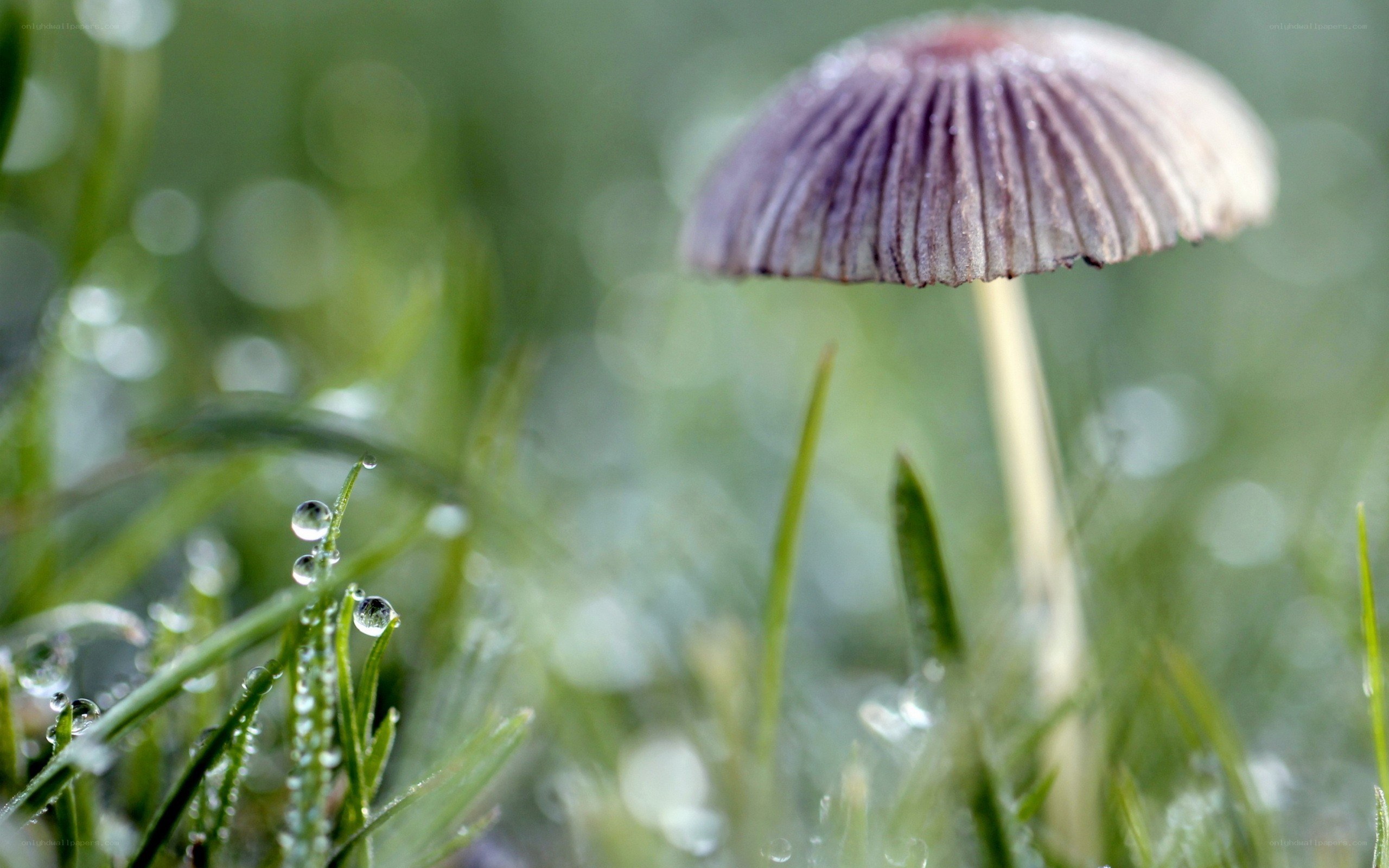 Mushroom in dewy grass