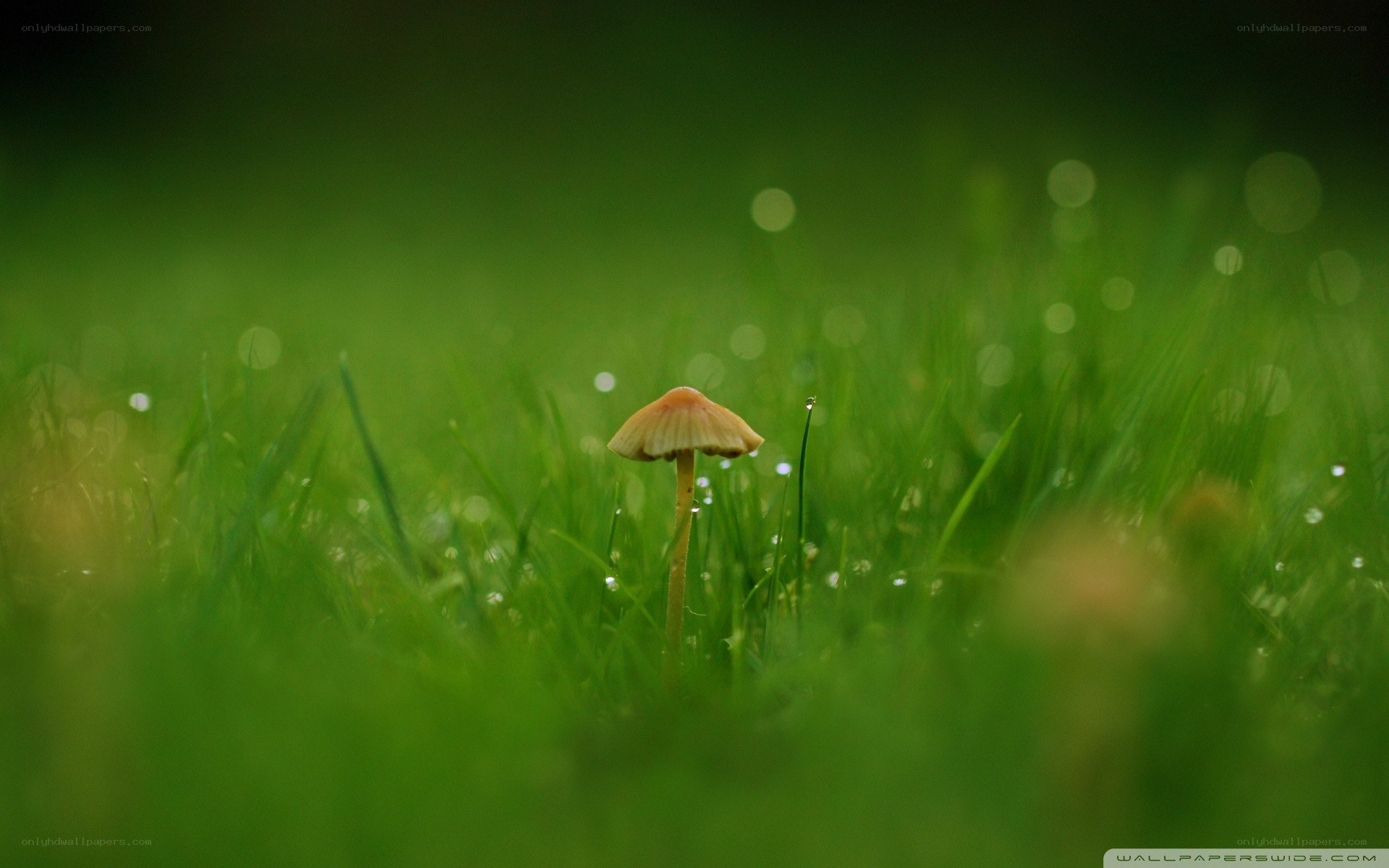 Mushroom in dewy grass