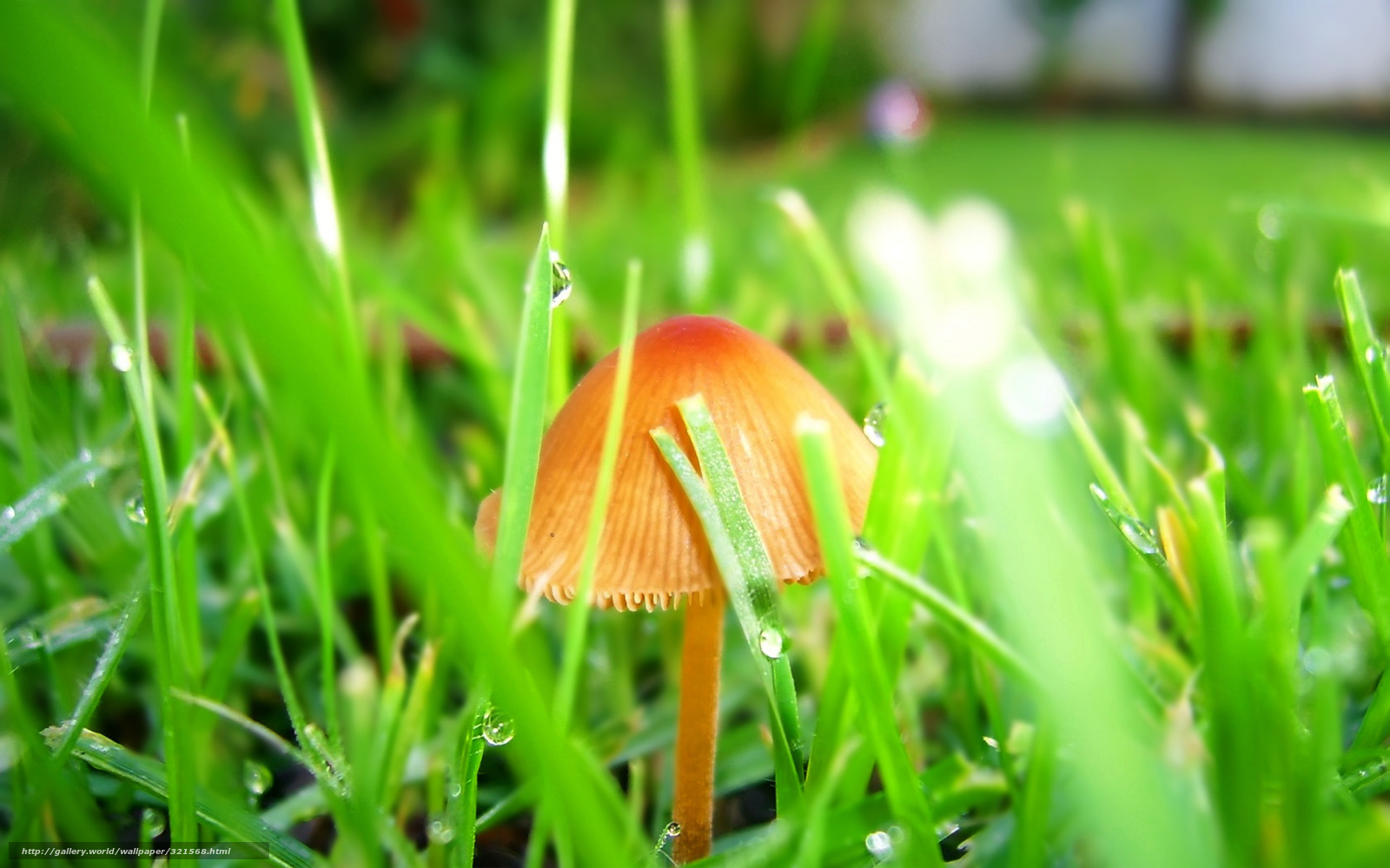 Mushroom in dewy grass