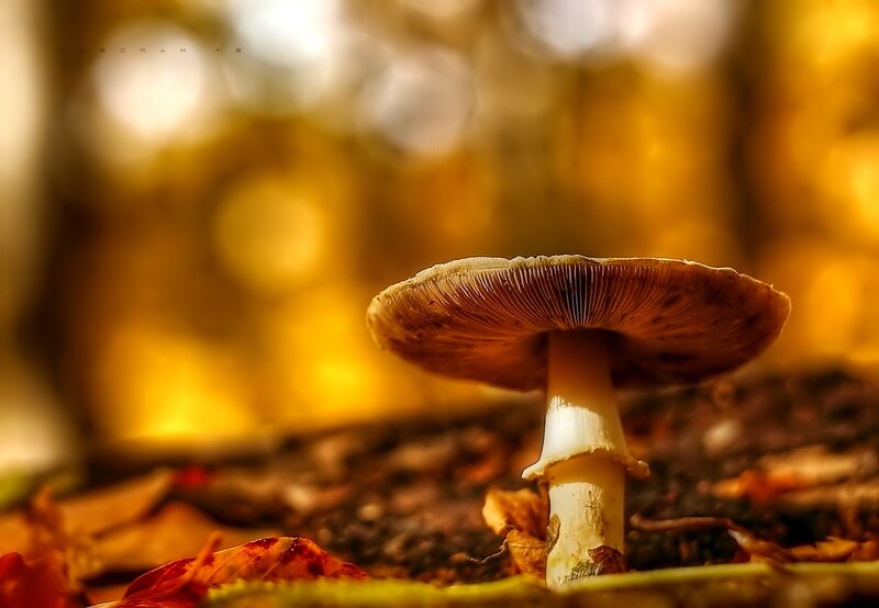 Mushroom in Forest — Brown, Serene, Autumn