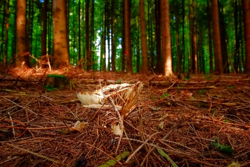 Mushroom in Forest — Brown, Serene