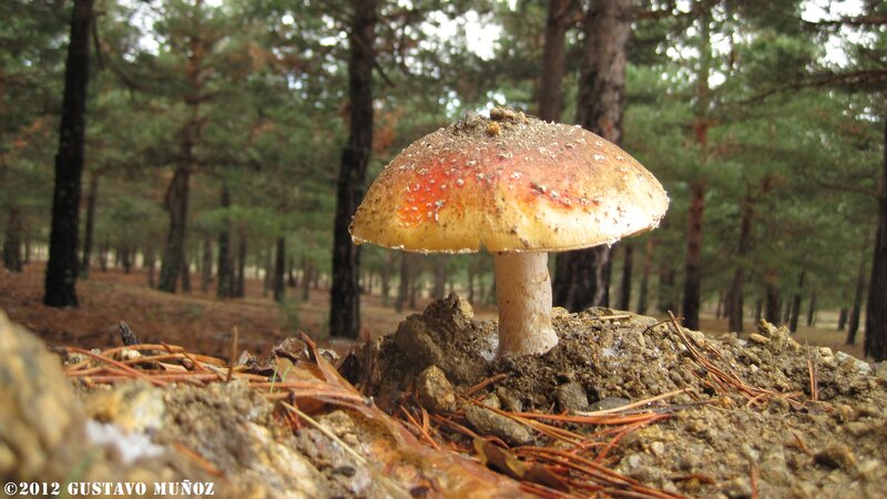 Mushroom in Forest — Brown