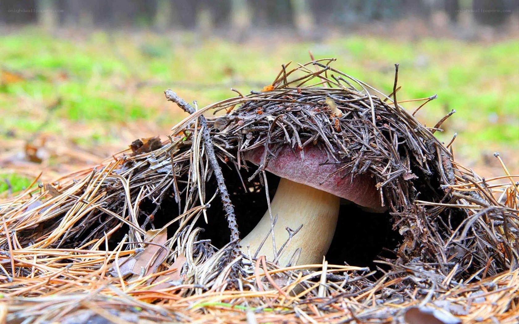 mushroom in forest debris