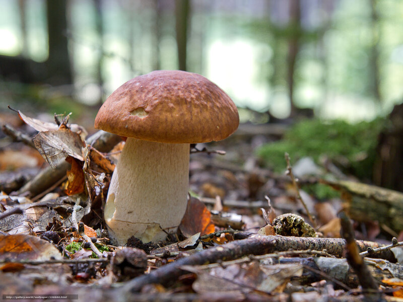 mushroom in forest floor