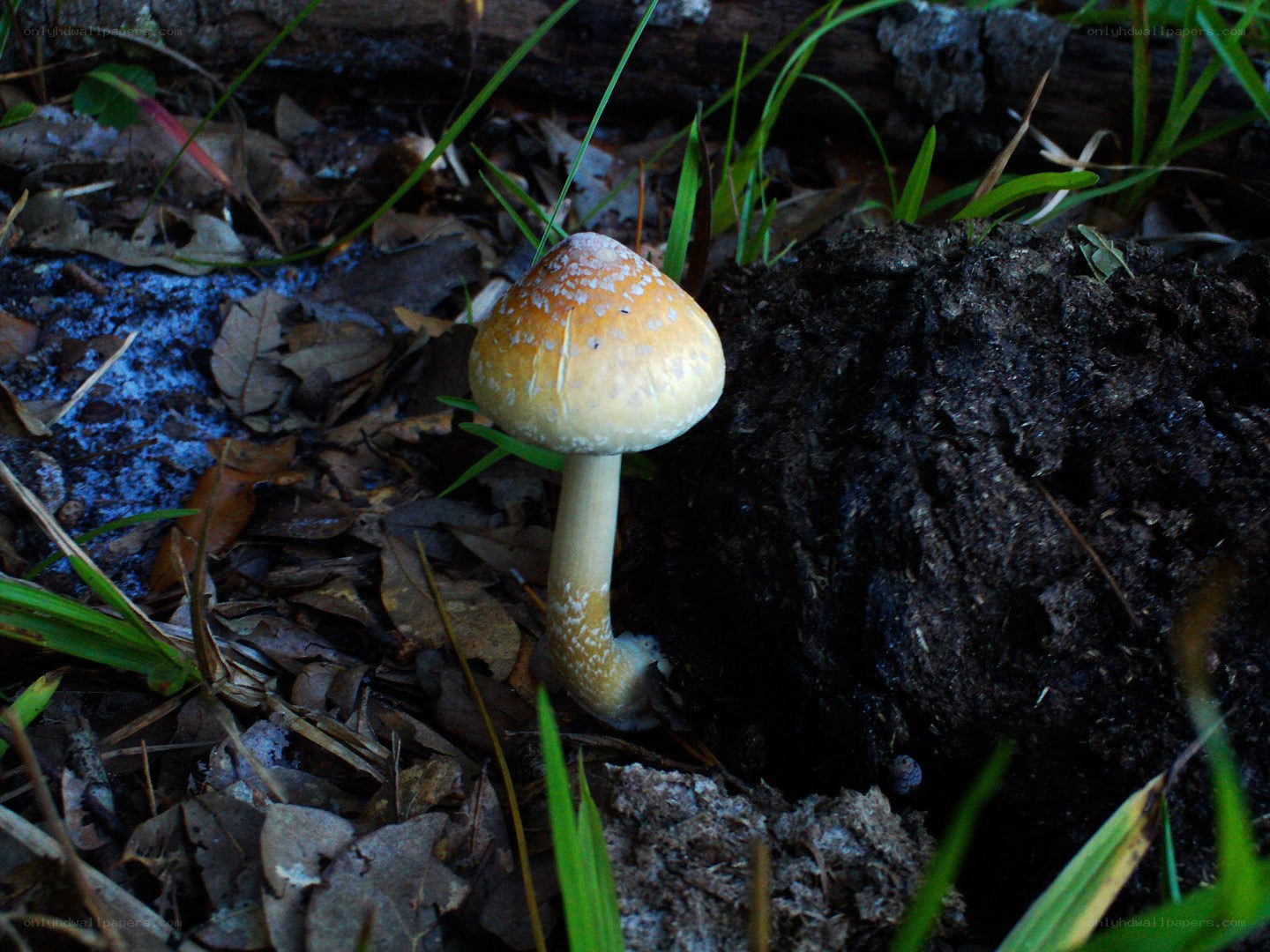 mushroom in forest floor