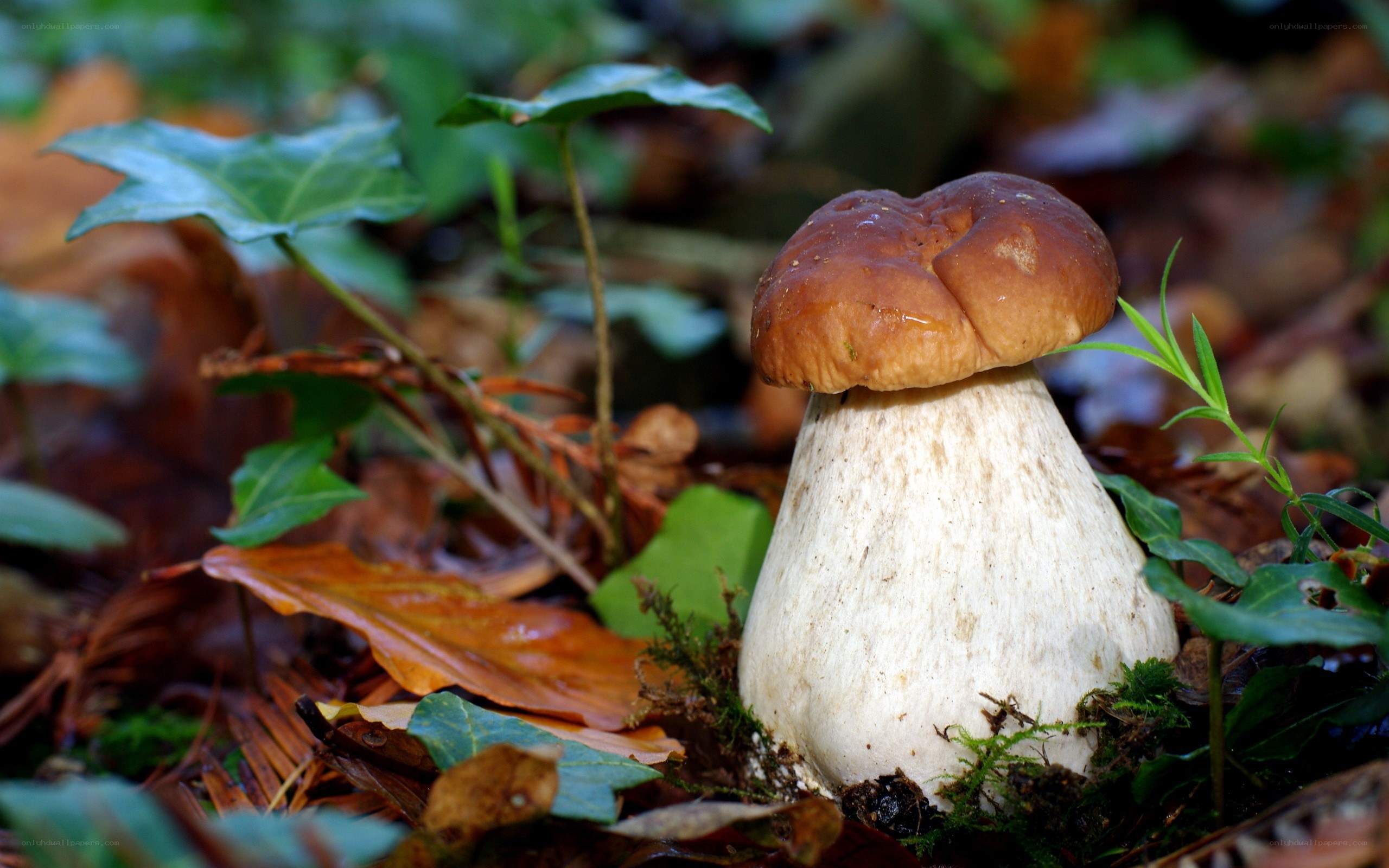 mushroom in forest floor