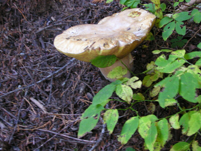 mushroom in forest floor