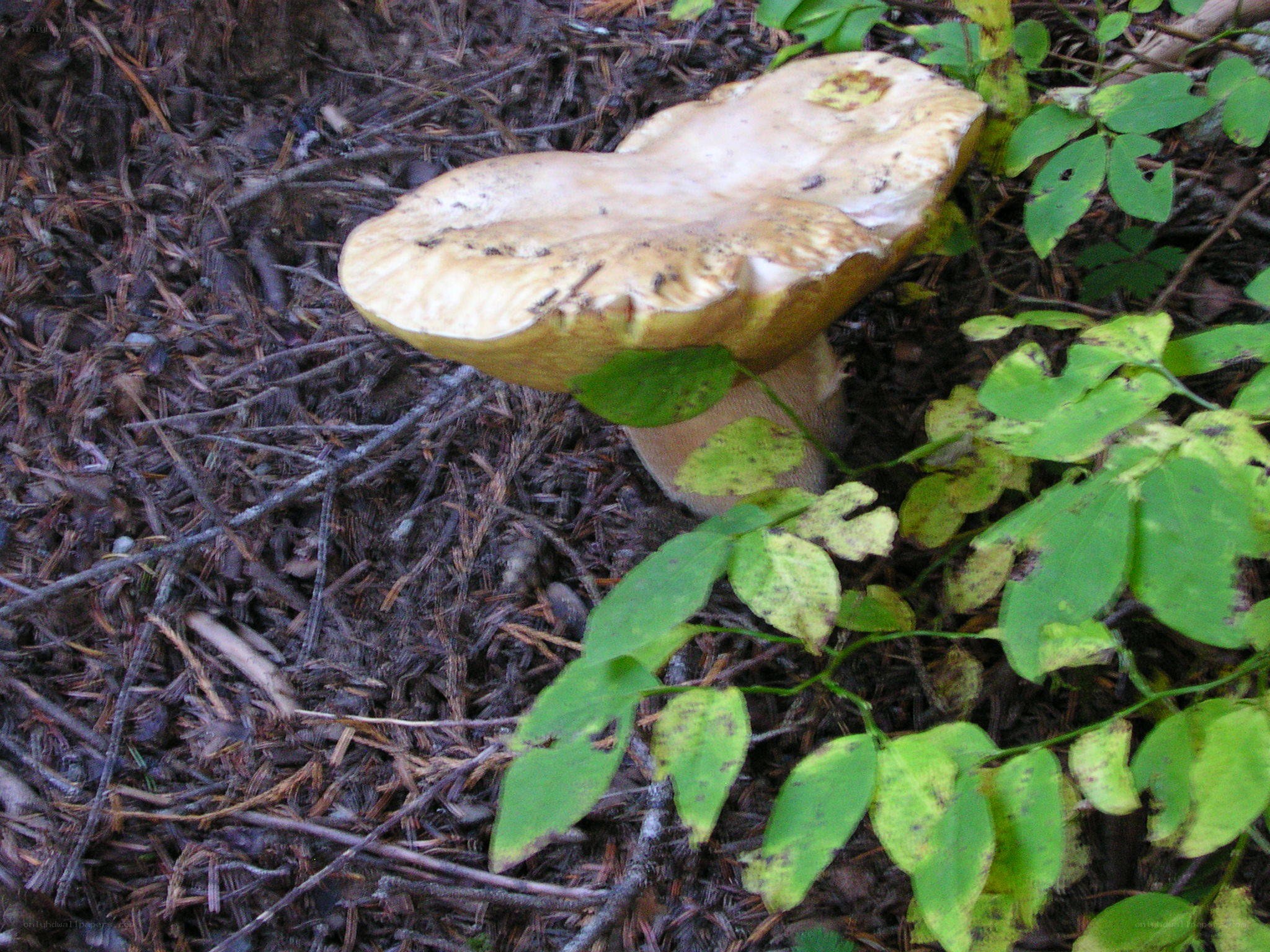 mushroom in forest floor