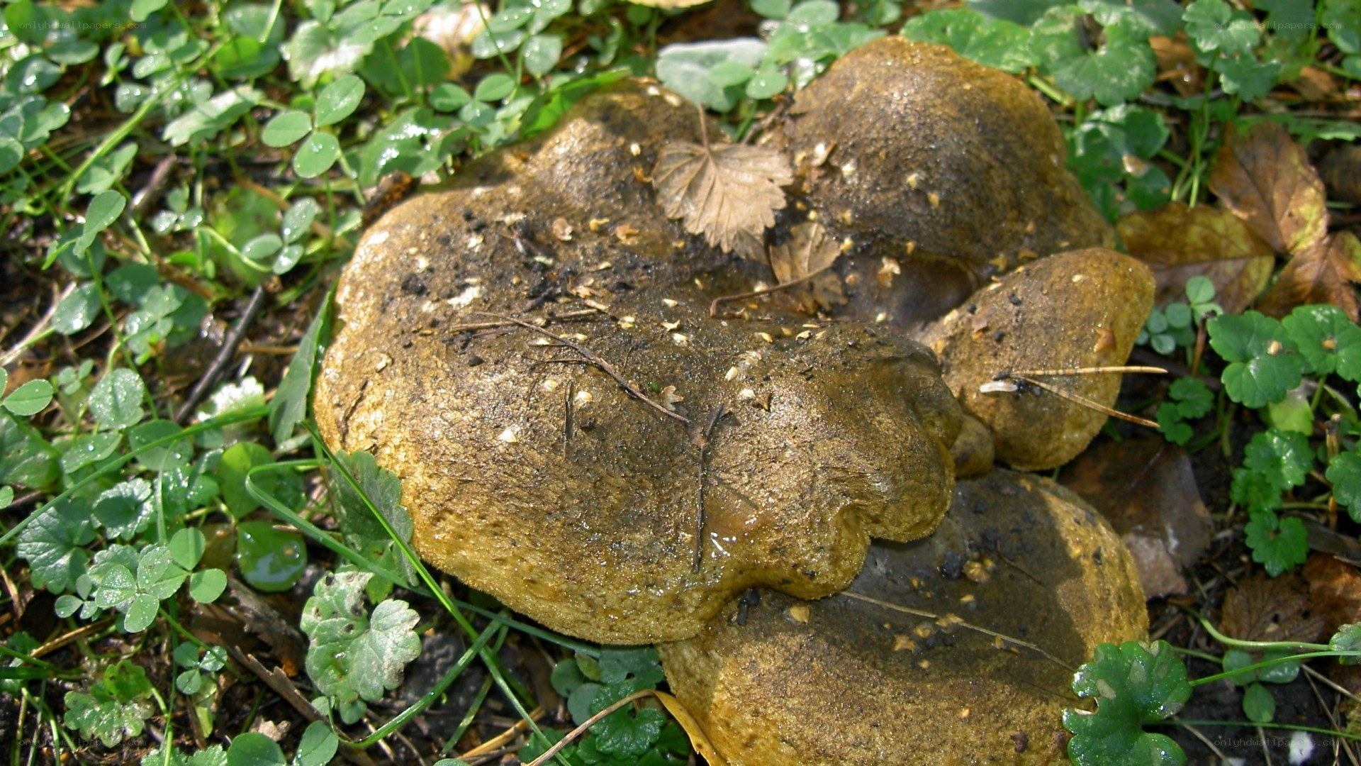 mushroom in forest floor