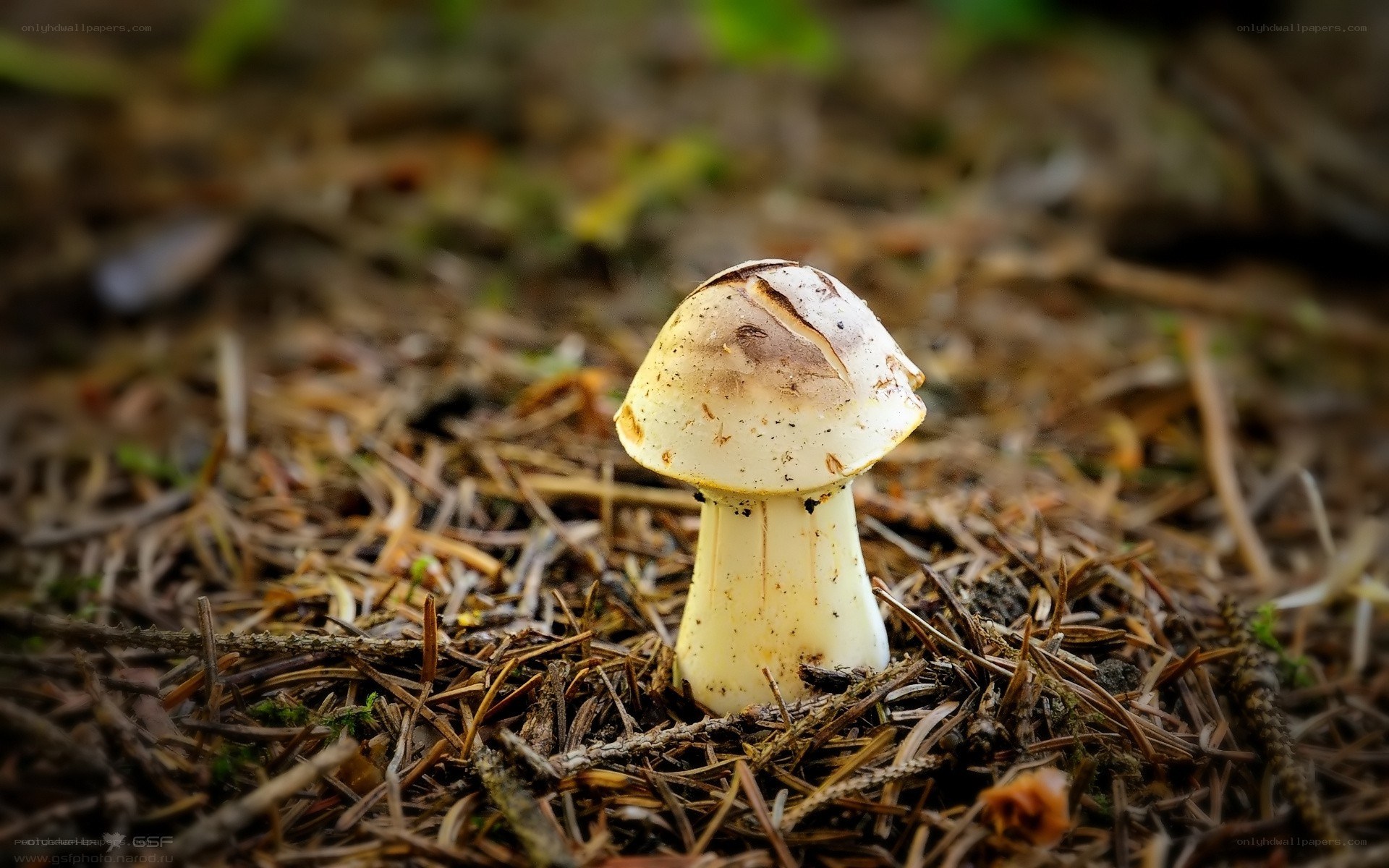 mushroom in forest floor