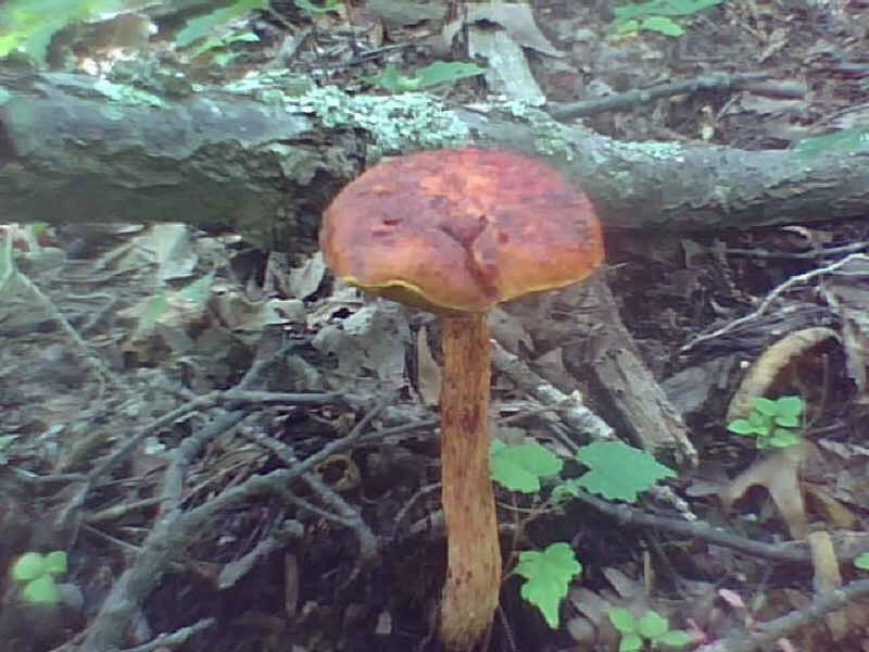 mushroom in forest floor