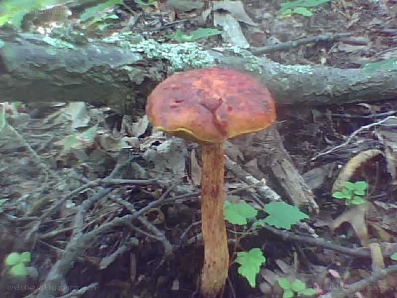 mushroom in forest floor