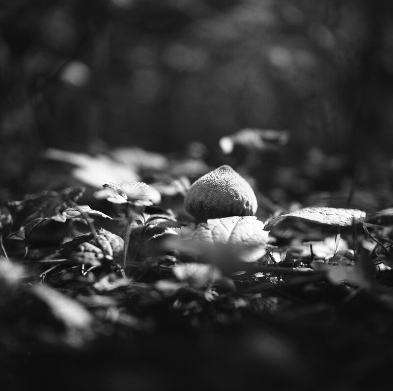 Mushroom in Forest Floor — Black