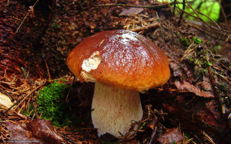 mushroom in forest floor