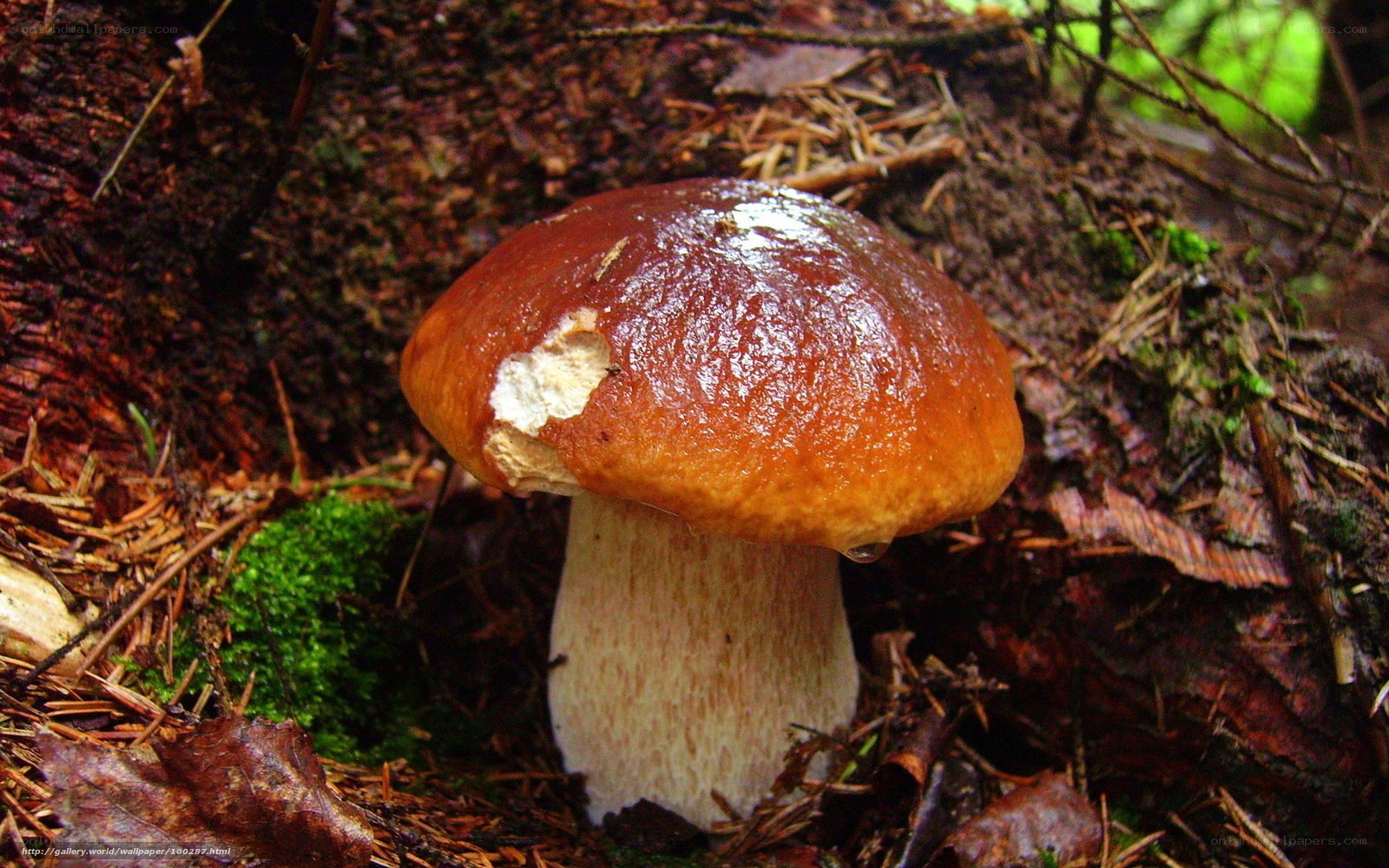 mushroom in forest floor
