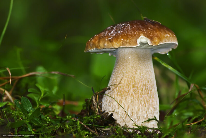 mushroom in forest grass