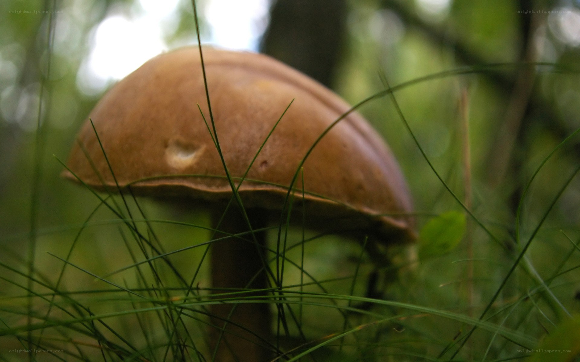 mushroom in forest grass