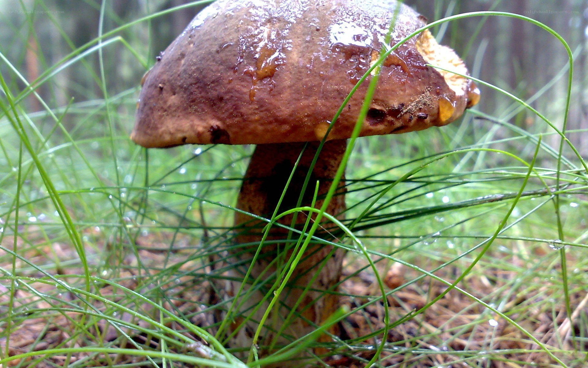 mushroom in forest grass