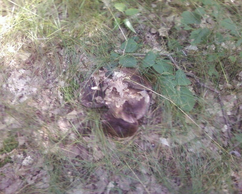 mushroom in forest grass