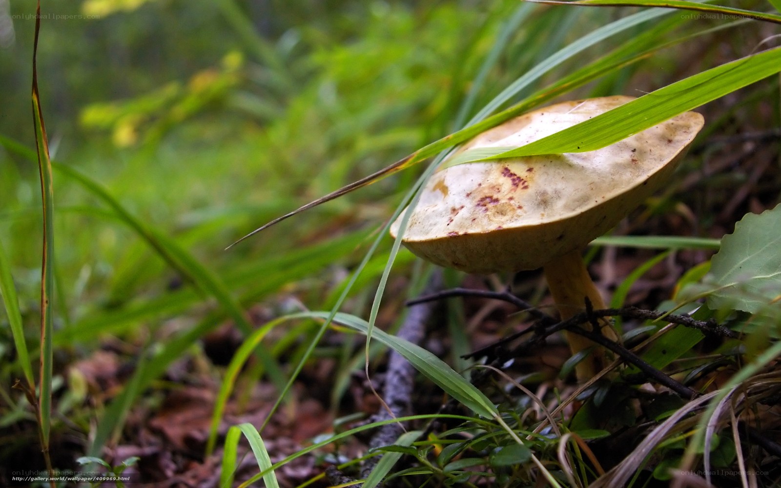 mushroom in forest grass