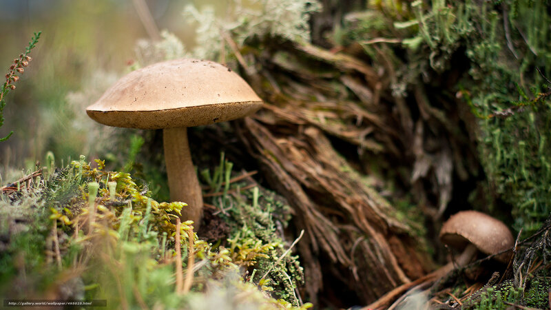 Mushroom in Forest — Green, Natural, Photograph
