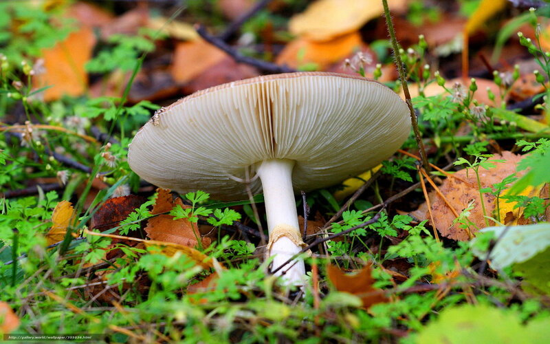 Mushroom in Forest — Green, Natural