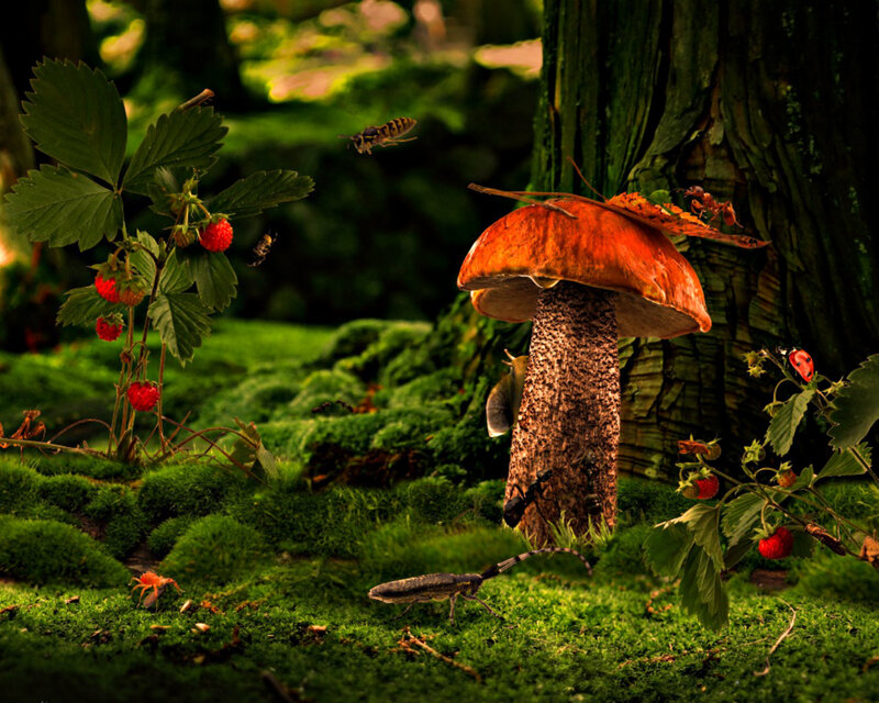Mushroom in Forest — Green, Serene, Afternoon