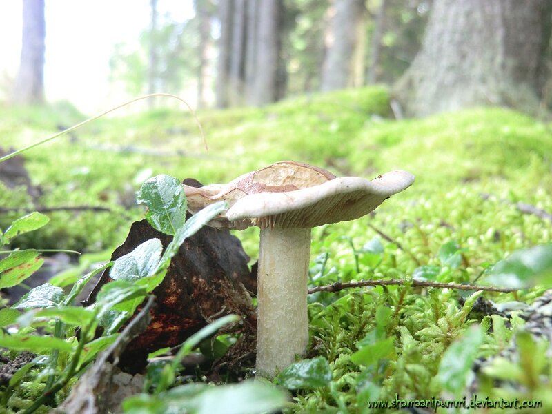 Mushroom in Forest — Green, Serene, Morning, Photograph