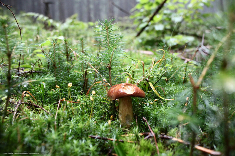 Mushroom in Forest — Green
