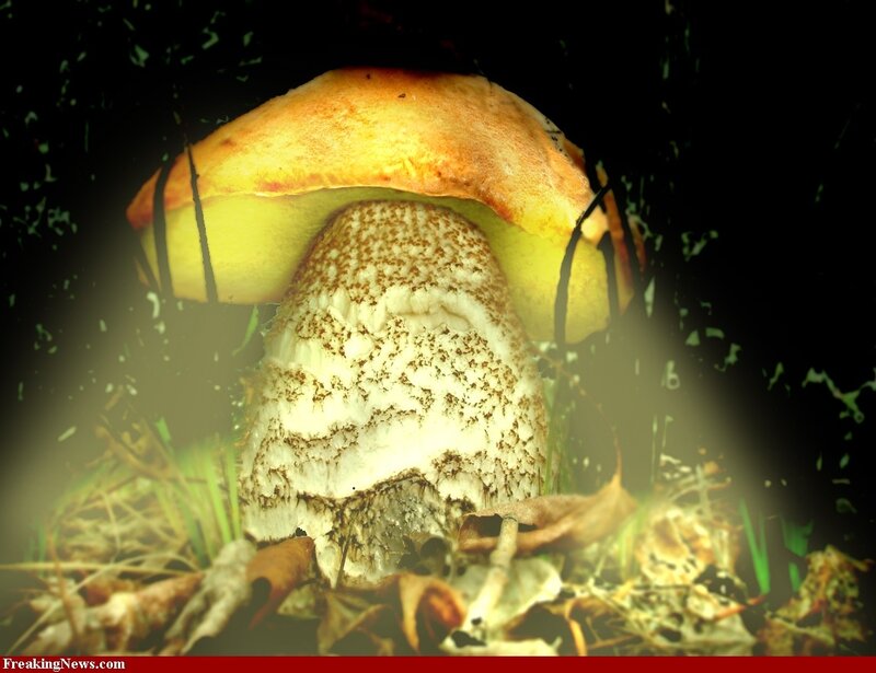 mushroom in forest light