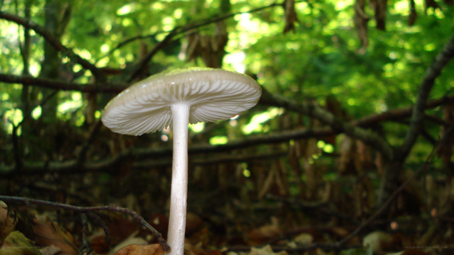 mushroom in forest light