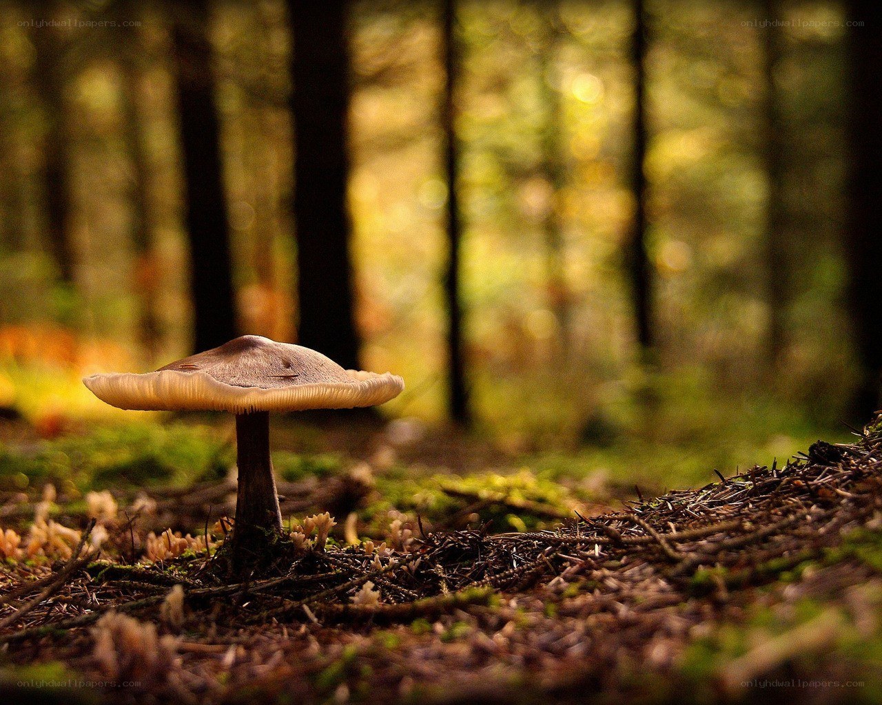 Mushroom in forest light