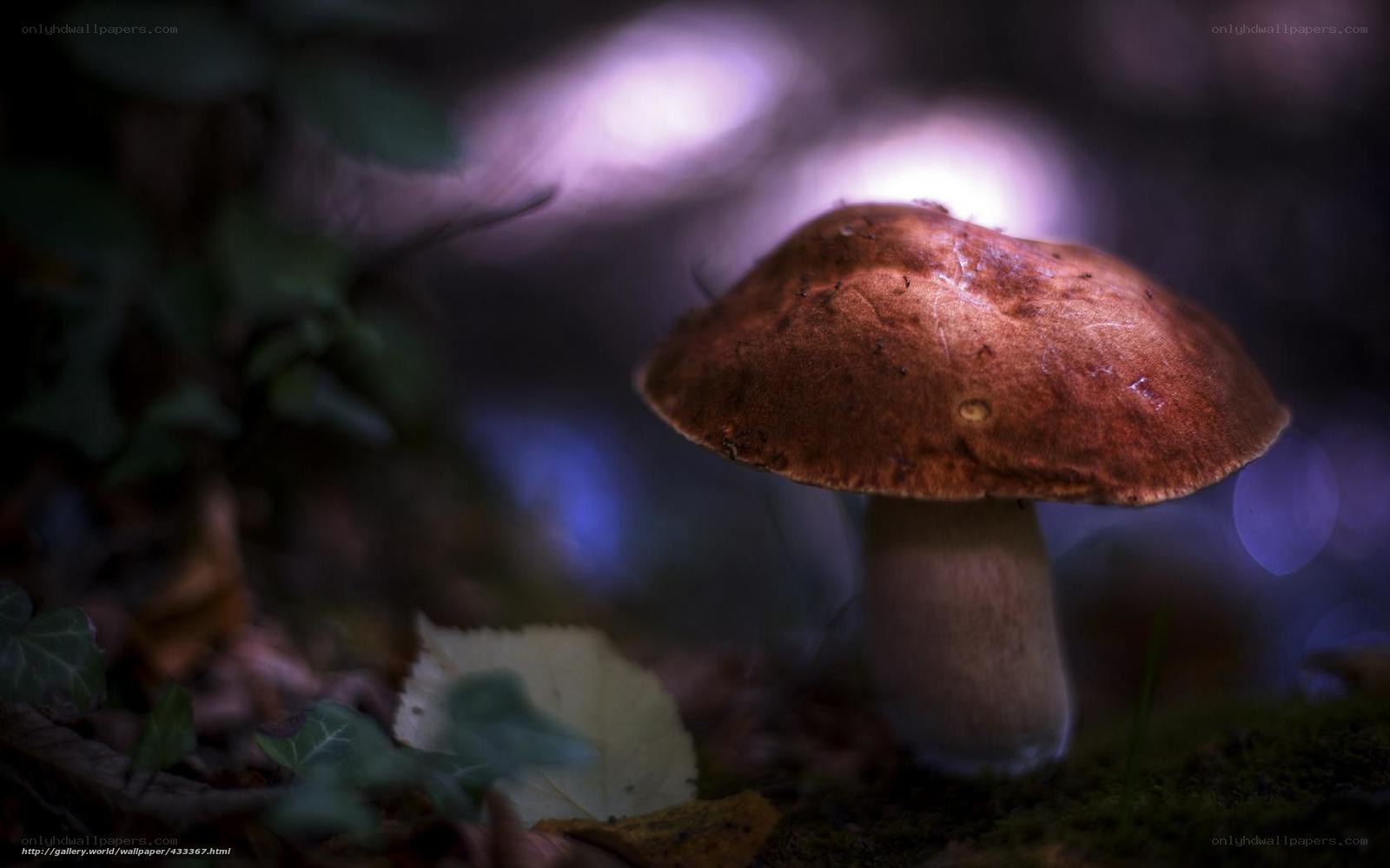 mushroom in forest light