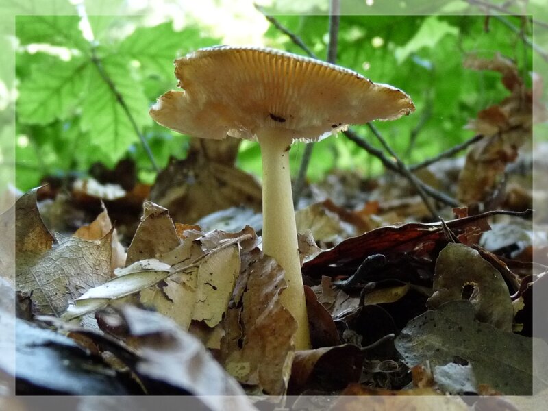 mushroom in forest litter