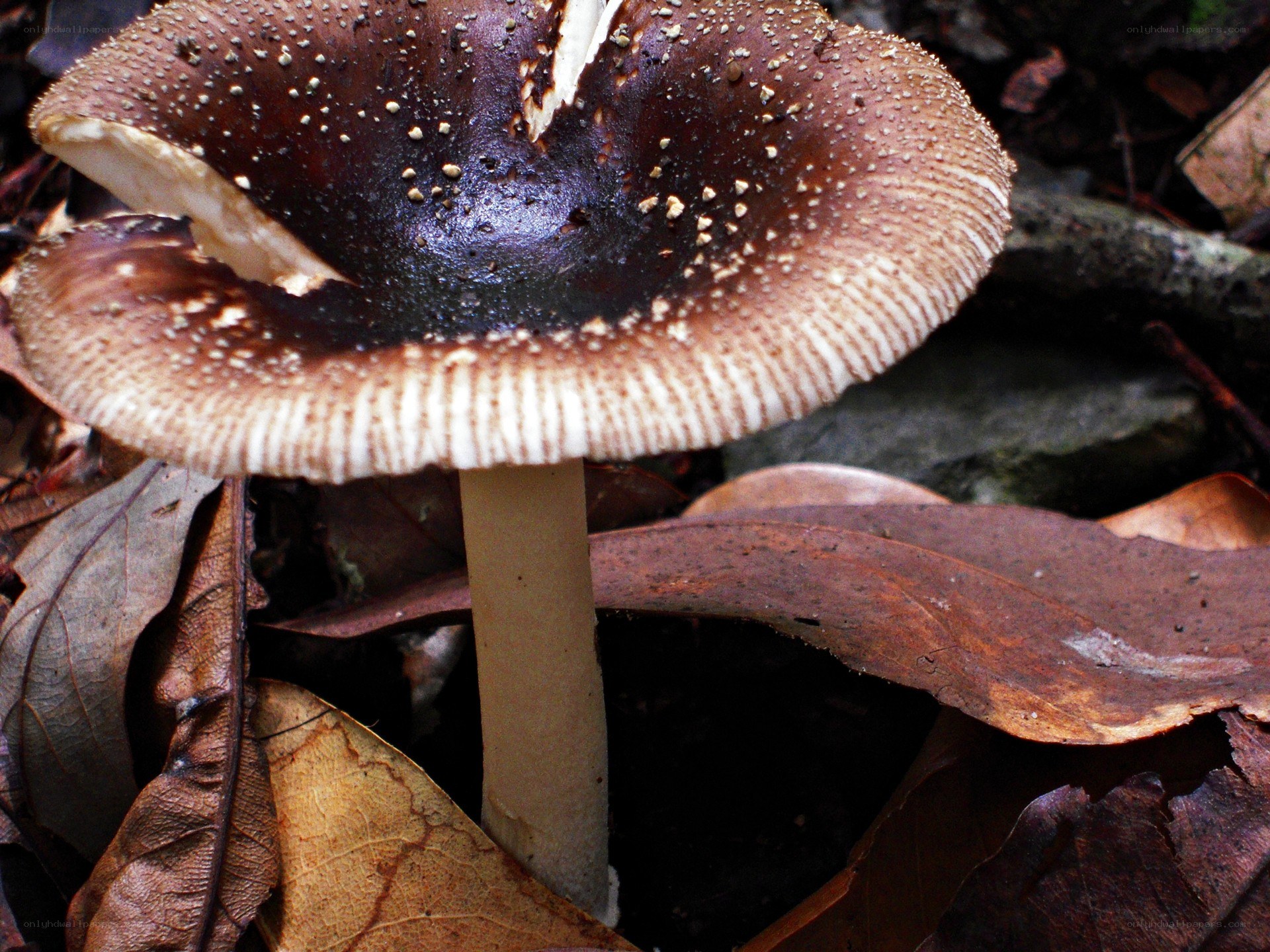 mushroom in forest litter