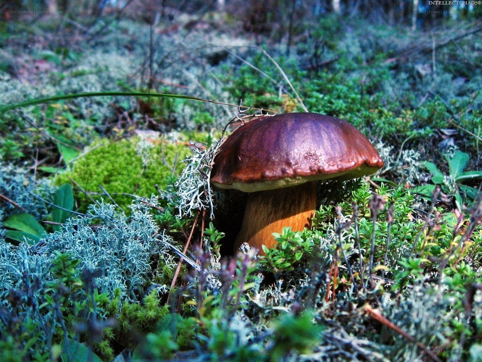 mushroom in forest moss