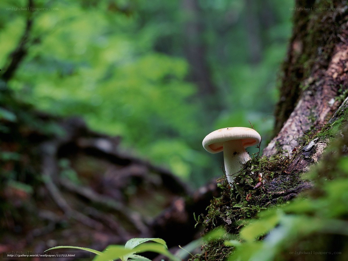 mushroom in forest moss