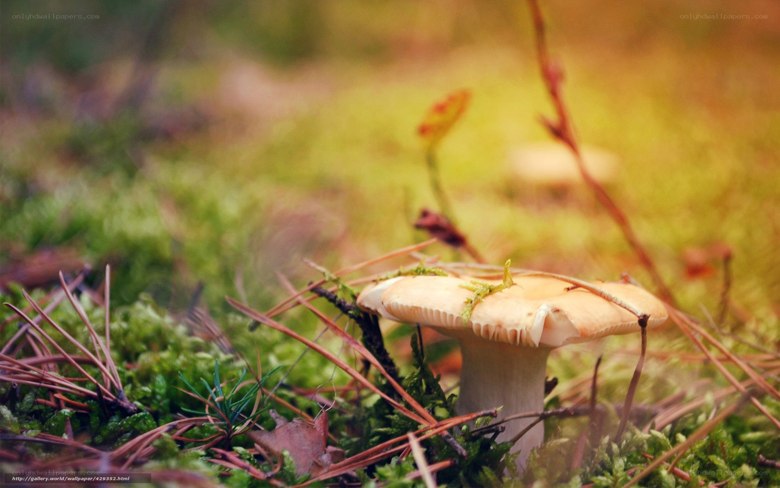 Mushroom in forest moss