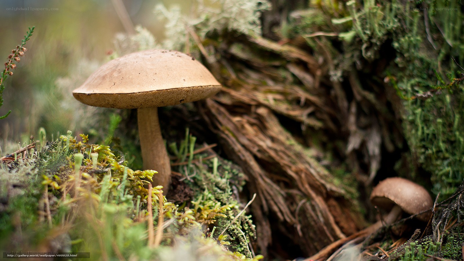 Mushroom in forest moss