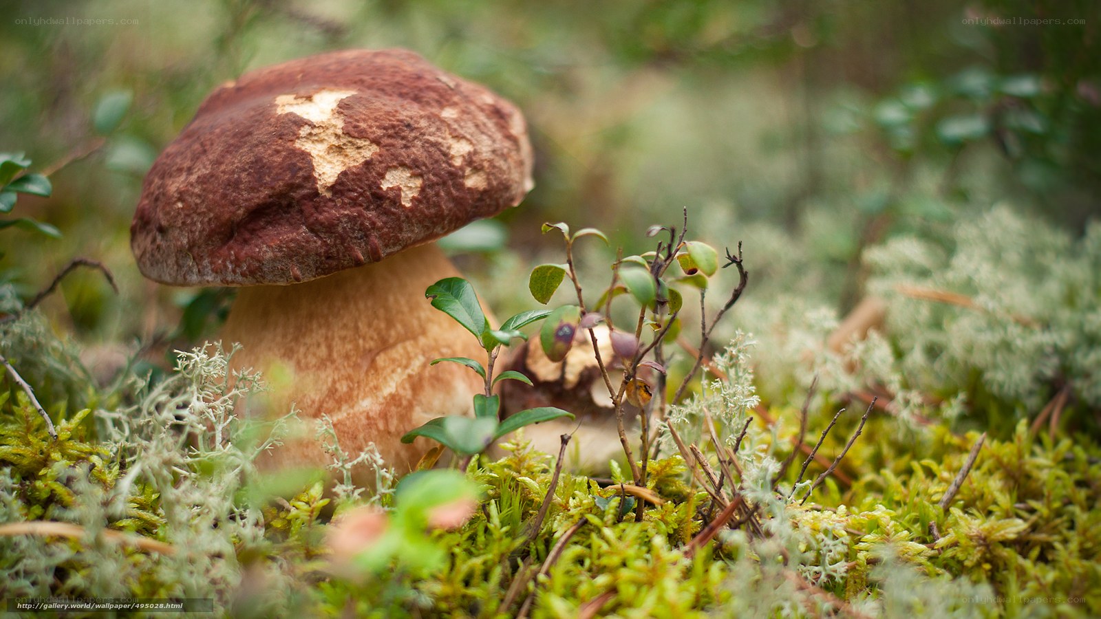 Mushroom in forest moss