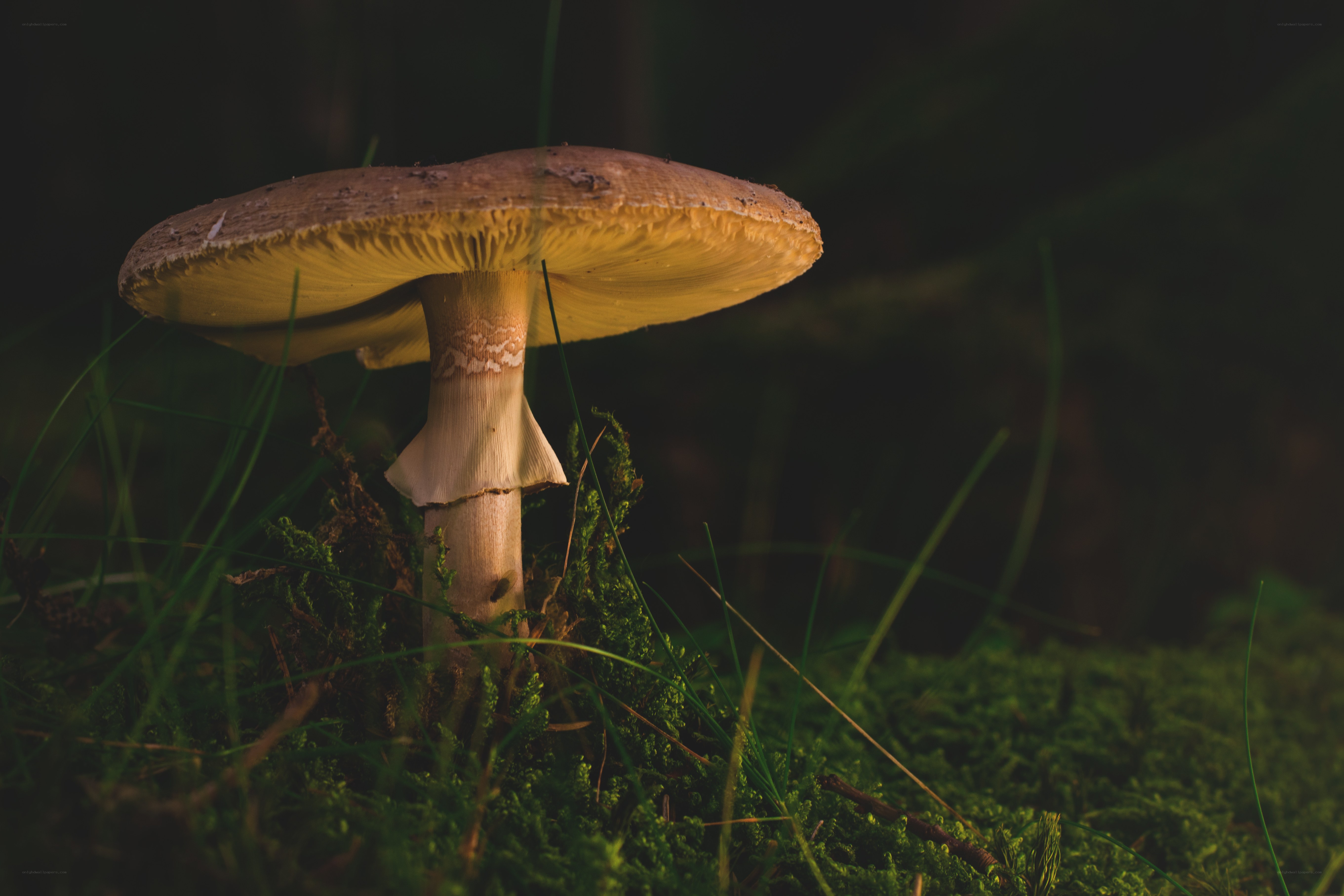 Mushroom in forest moss