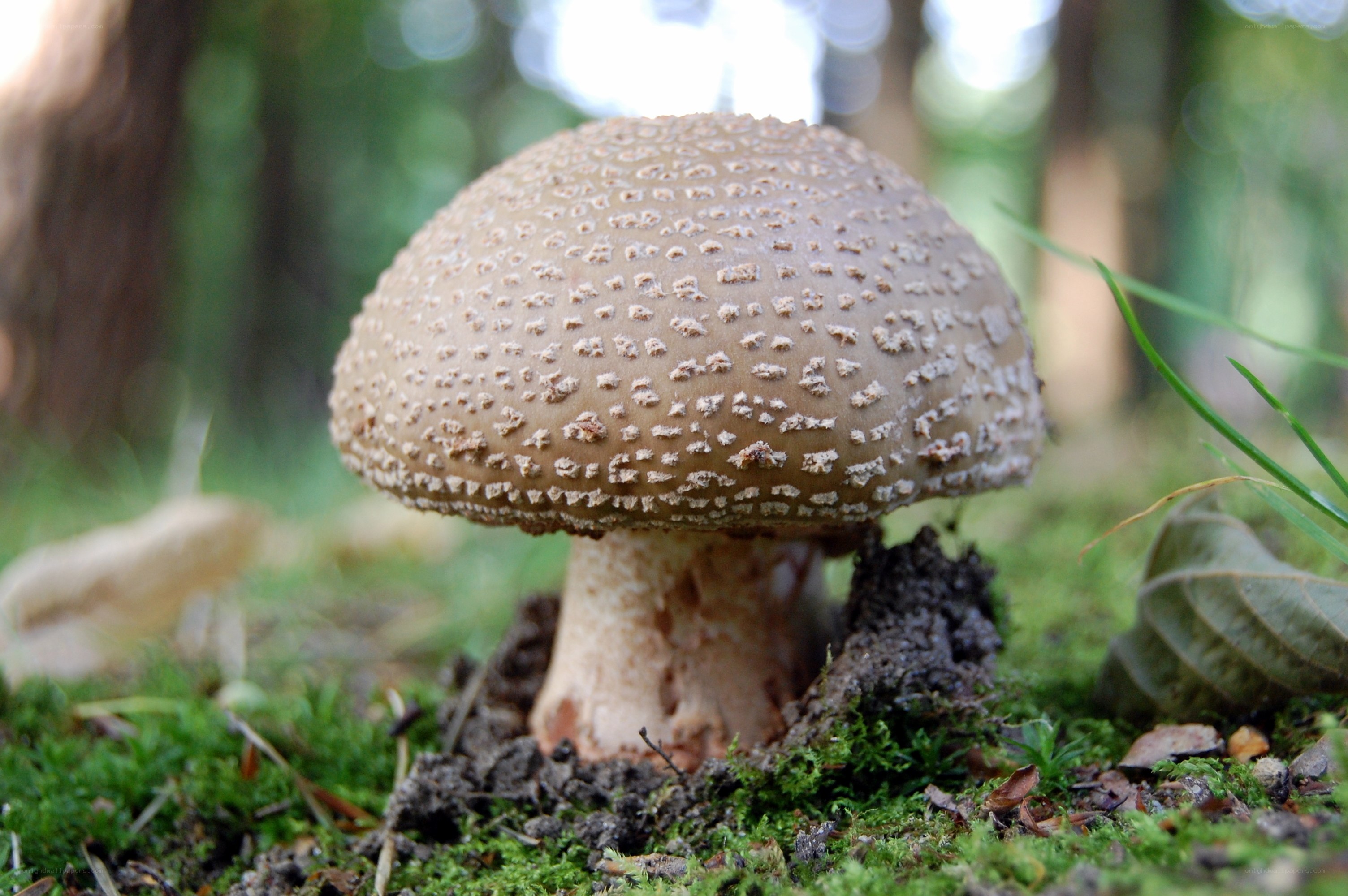 mushroom in forest moss