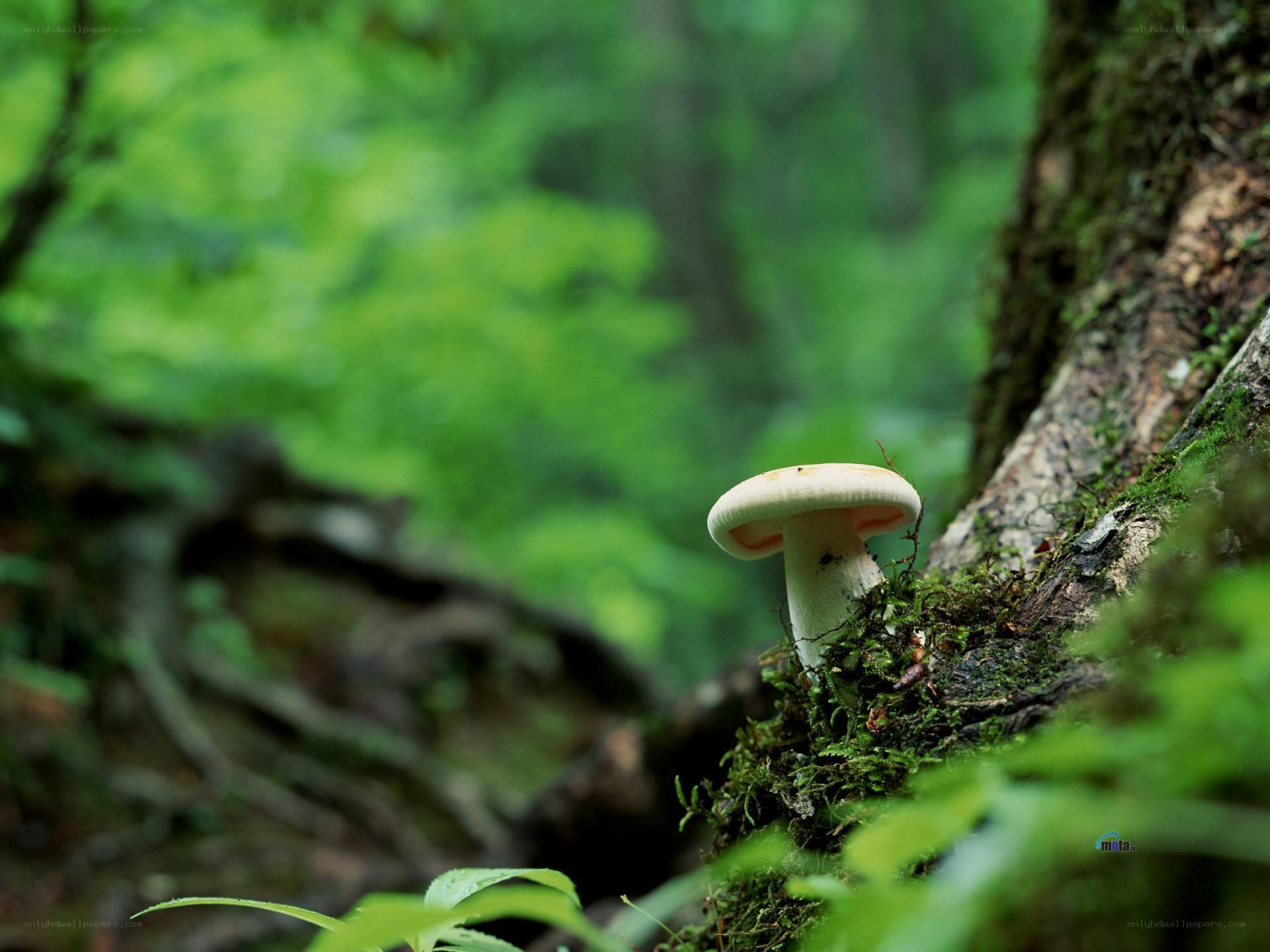 Mushroom in forest moss