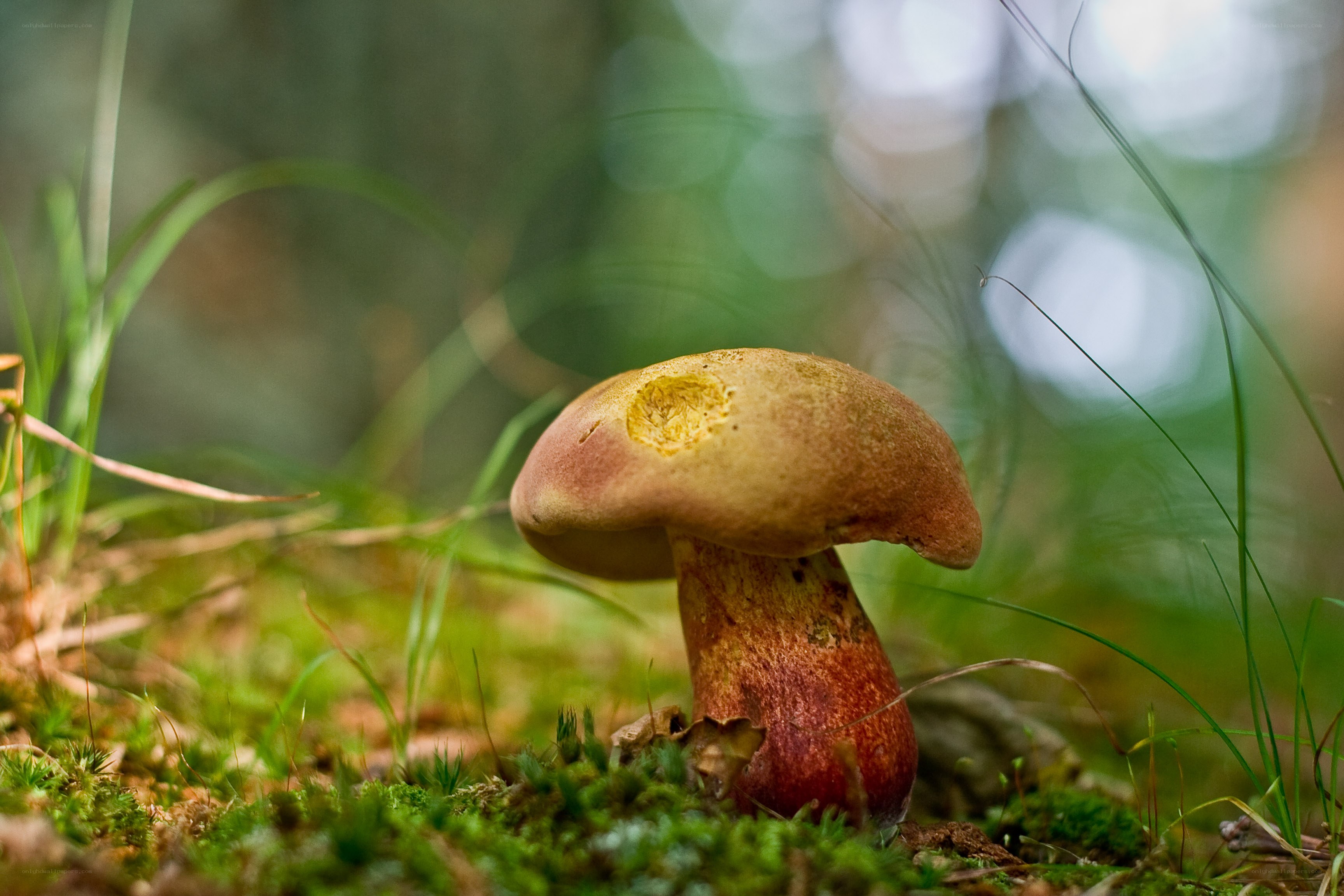 mushroom in forest moss